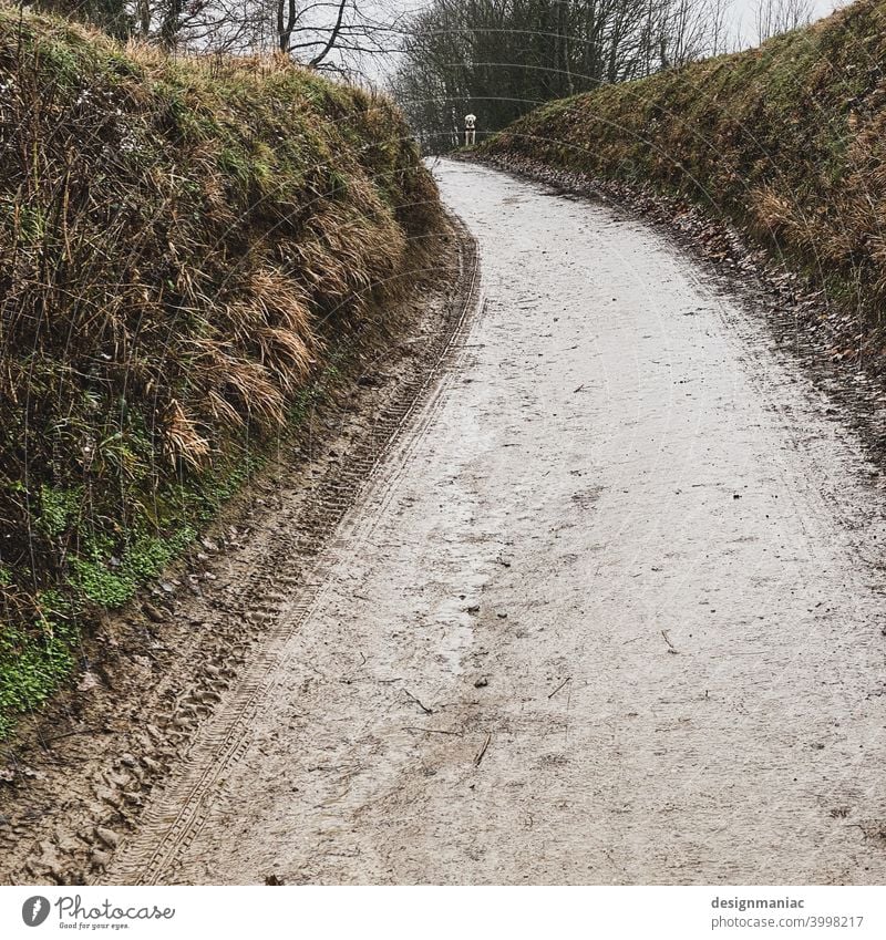 Hund am Ende der Straße. Wege & Pfade matschig Gras Hohlweg nass warten Spuren Reifenspuren Erde Grasnarbe Außenaufnahme dreckig Schlamm Landschaft Pfütze