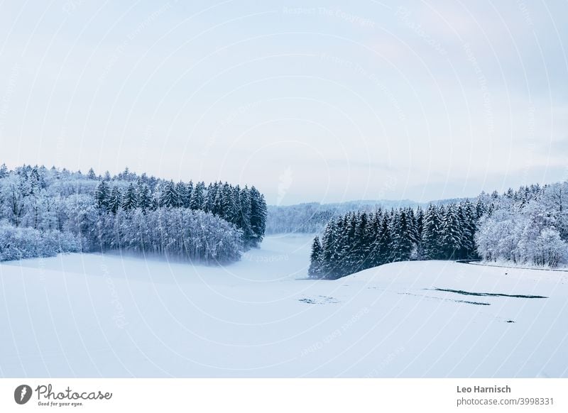 Winterwald Wald Bäume Schnee Menschenleer Landschaft Außenaufnahme kalt weiß Baum Wintertag Frost Winterstimmung Umwelt Tag Wetter Schneedecke frieren Eis Klima