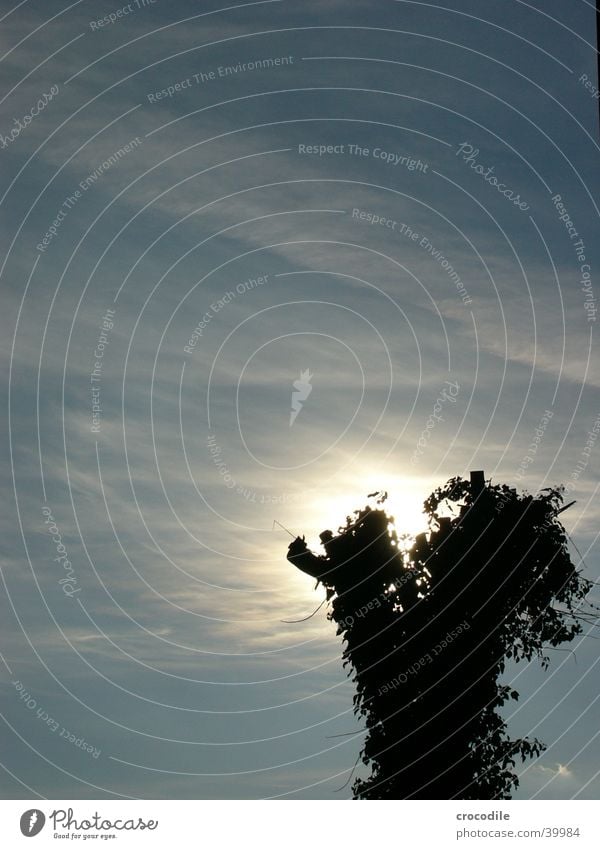 Hidden Sun Baum Wolken dunkel bewachsen Sonne blau hell Himmel