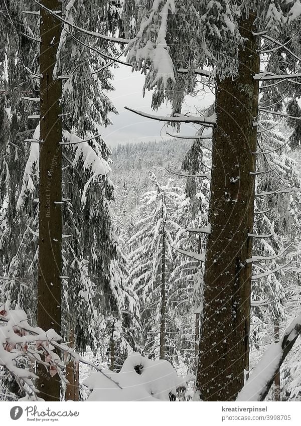 im Schnee Schneebedeckte Gipfel Schneefall Schneelandschaft Schneedecke schneebedeckt Natur Winter Außenaufnahme Landschaft Berge u. Gebirge kalt Menschenleer