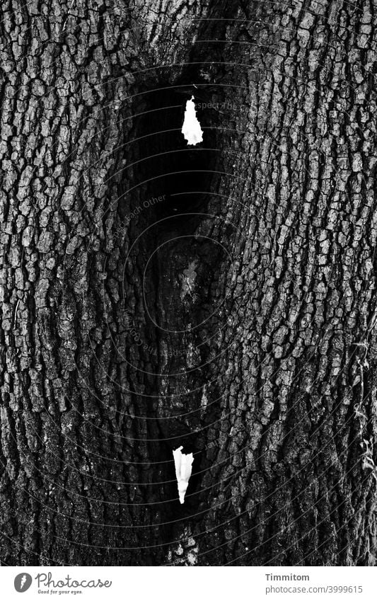 Zwei Bäume, ganz eng verbunden Baum Baumstamm Rinde zusammenwachsen Natur Holz Schwarzweißfoto Durchblick