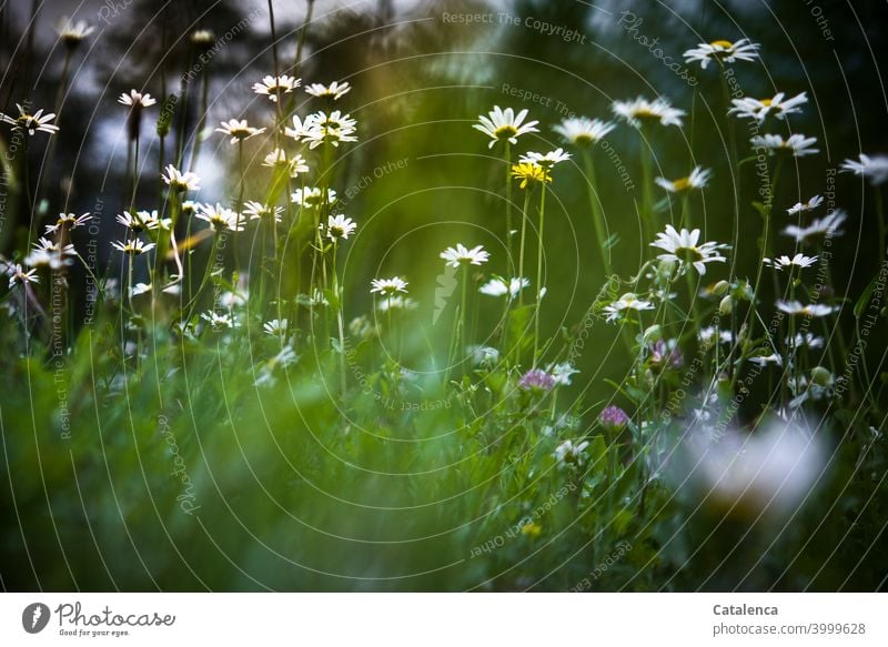 Margaritenwiese Natur Tag Sommer Wildpflanze wild verblühen gedeihen wachsen Blüte Pflanze Flora Tageslicht Blume Wiesenblume Grün Gelb Blau