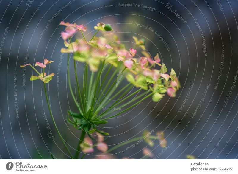 Eine Wildpflanze (Zypressen-Wolfsmilch) mit rosa-grünen Blütenblätter vor dunklem Hintergrund Natur Flora Pflanze wachsen gedeihen verblühen wild Sommer Tag