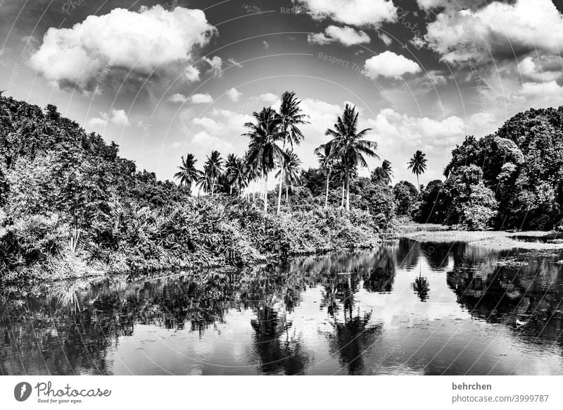 augen schließen und träumen Tag Schwarzweißfoto Sonnenlicht Kontrast Licht Reflexion & Spiegelung Idylle Umweltschutz Farbfoto Außenaufnahme Fernweh Malaysia