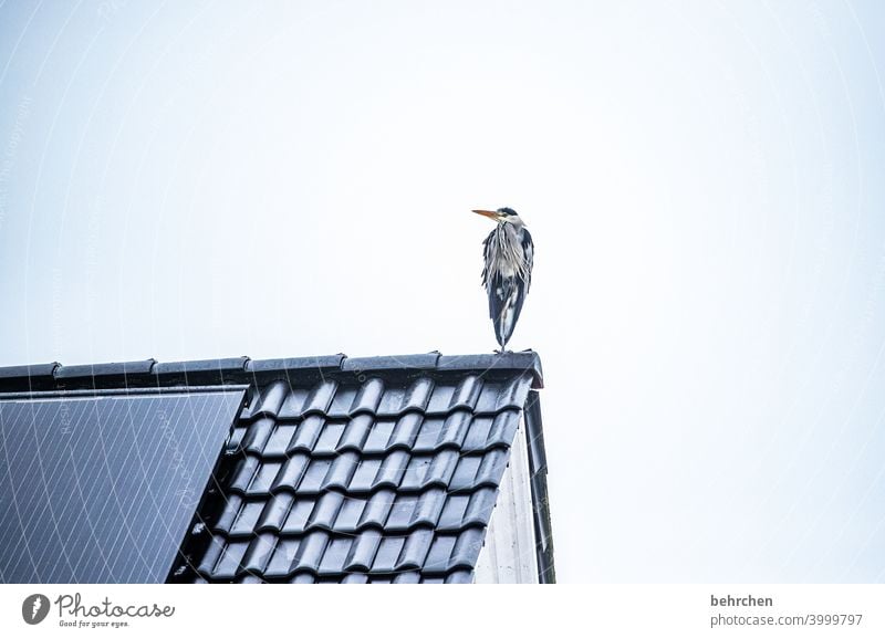 ein männlein steht... Flügel witzig Schnabel Himmel oben Umwelt grau Farbfoto Tier Außenaufnahme Natur Tierporträt hübsch Fischreiher Federn Vogel auf der Lauer