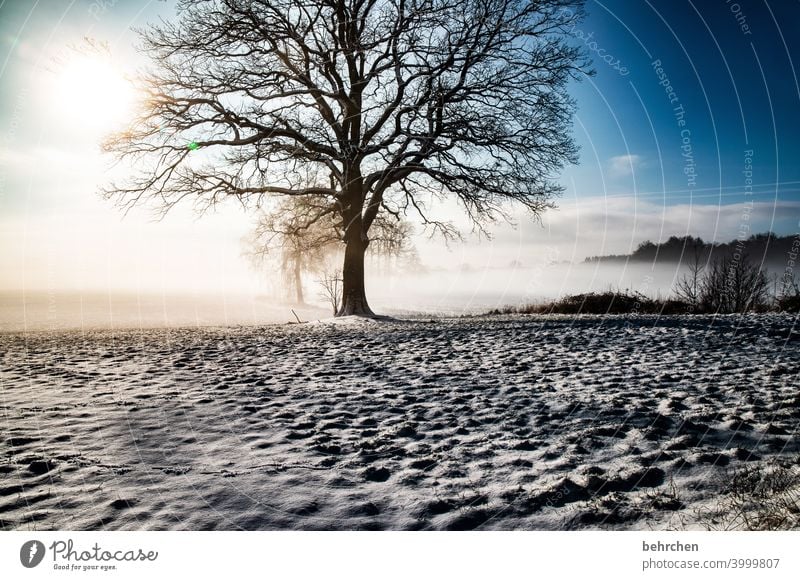 alt wie ein baum Winterwald Winterstimmung Deutschland Heimat Acker Wintertag Winterspaziergang geheimnisvoll Landwirtschaft Märchenhaft Märchenwald