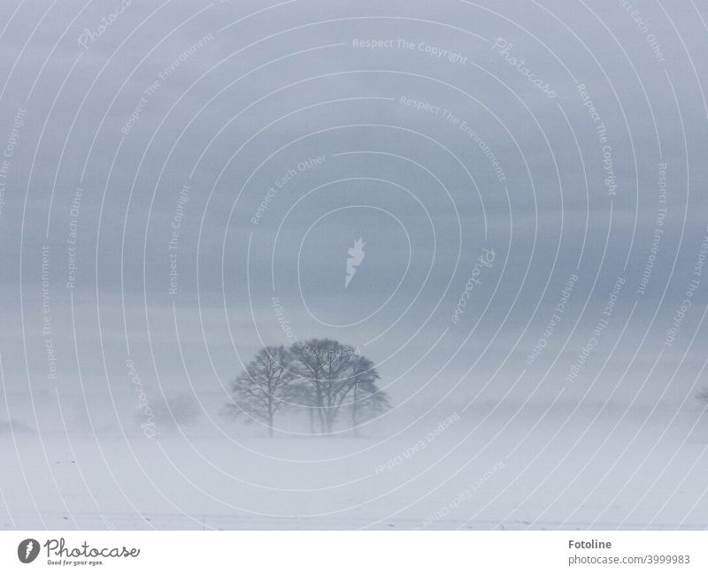 Bäume stehen in einer Schneelandschaft und behaupten sich standhaft gegen den aufziehenden Nebel. Winter kalt Natur Landschaft Baum Außenaufnahme Umwelt