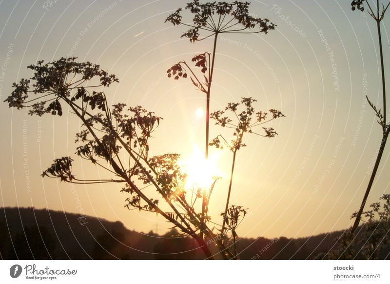 Sonne in Kleineutersdorf 2 Natur Sonnenuntergang