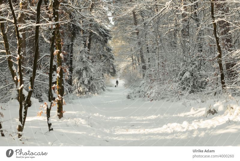 Spaziergang mit Hund im winterlichen Märchenwald Osterholz-Scharmbeck Garlstedter Wald Schneelandschaft Winter Bäume Frost Winterstimmung Winterwonderland weiß