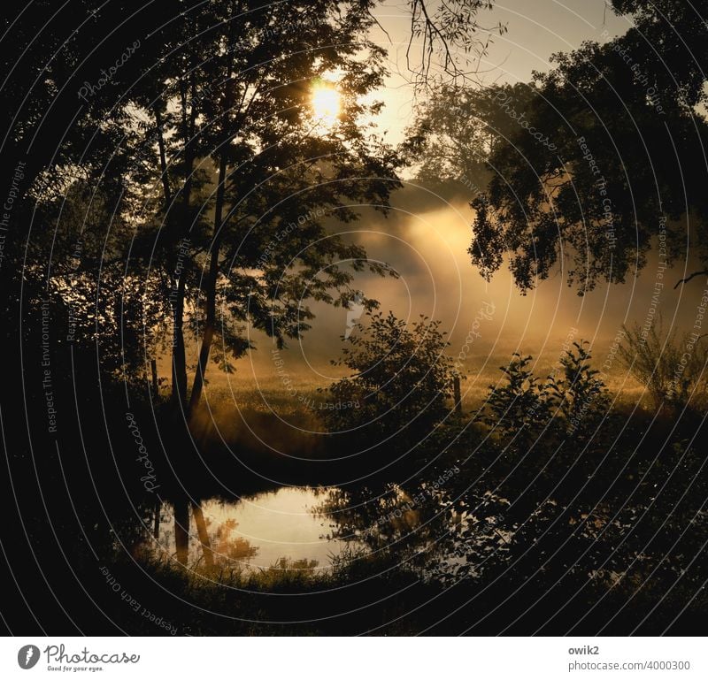 Nebulös mystische Landschaft Wasserspiegelung Reflektion Ewigkeit Stimmung Wald gigantisch Unendlichkeit Himmel Gras Detailaufnahme Dämmerung geheimnisvoll