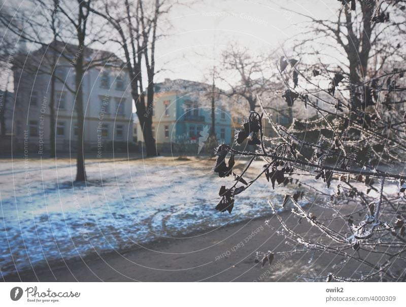 Winterlicher Stadtpark Park Schönes Wetter Schnee Himmel Umwelt Natur weiß Landschaft kalt Kontrast Licht Tag Schatten Baum Menschenleer Außenaufnahme