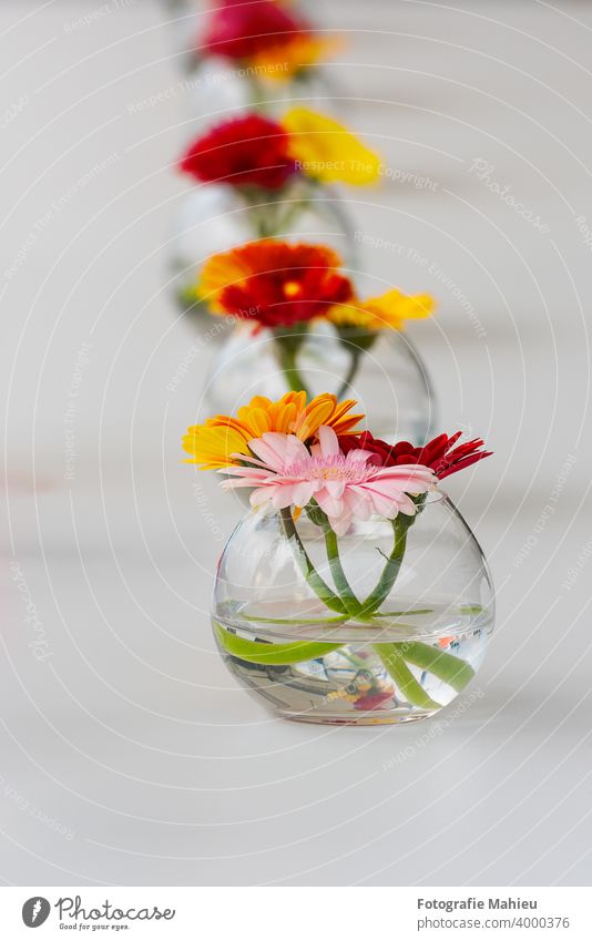 Ausgerichtete Blumen auf dem Tisch Fehlen Jahrestag Ordnung arrangierend Hintergrund Festessen schön Schönheit Blütezeit Blumenstrauß Feier Festakt Nahaufnahme