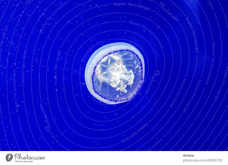 konform | mit ihrem Element Qualle leuchten Schwimmen & Baden blau Meerestier gallertartig Schweben Unterwasseraquarium Tiefsee schwimmen schweben Wasser