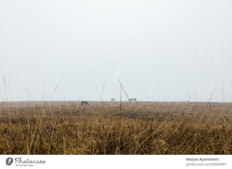 Pferde auf einer nebligen Wiese Tier Tiere Herbst schön Schönheit schwarz braun Windstille Landschaft Morgendämmerung heimisch Bauernhof Ackerland Feld Nebel