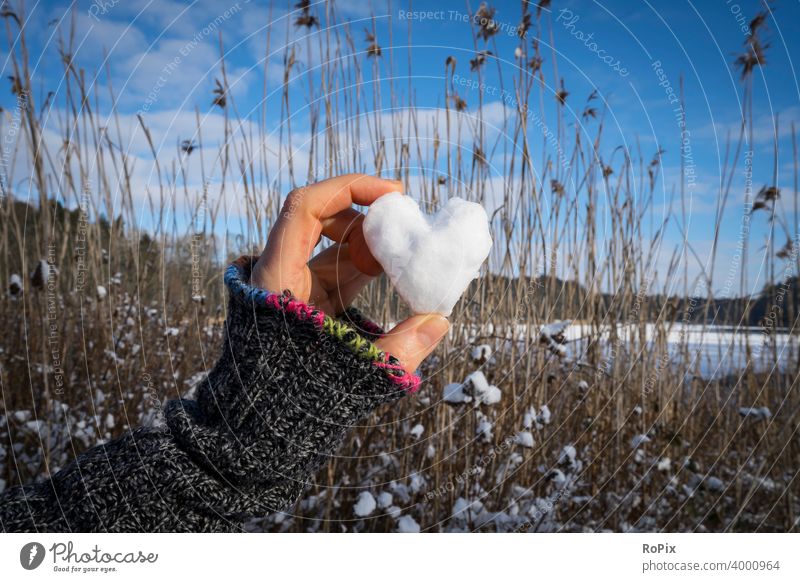 Herzförmiger Schneeball an einem sonnigen Tag. See Wald Waldrand autumn Busch Gebüsch wood Natur biotop Naturschutz Umwelt Umweltschutz fall season Jahreszeit