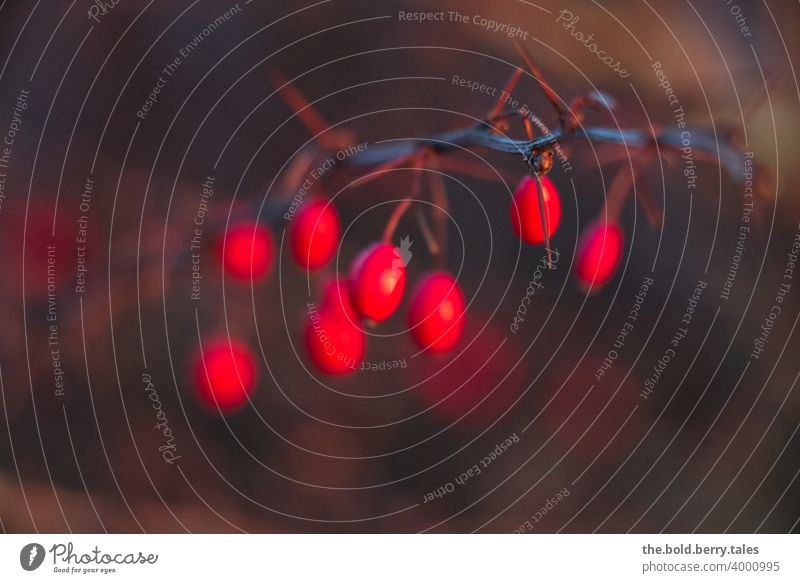 Berberitze Pflanze Natur rot Farbfoto Außenaufnahme Sträucher Garten Schwache Tiefenschärfe Tag Nahaufnahme Park Menschenleer Detailaufnahme Unschärfe
