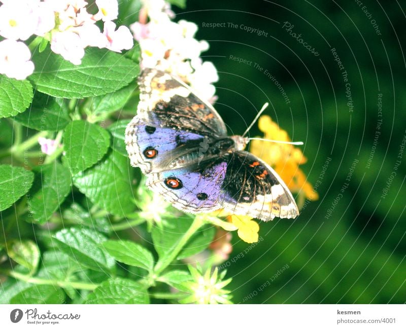 schmetterling :: schmetterling Schmetterling