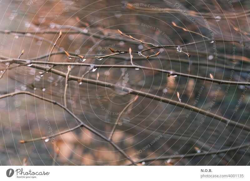 Regentropfen an Zweigen Baum Natur Ast Textfreiraum unten braun Schatten Außenaufnahme Pflanze Menschenleer Umwelt Schwache Tiefenschärfe Tag Farbfoto Unschärfe