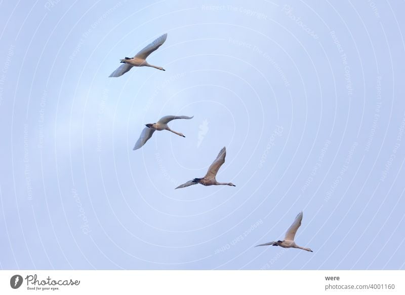 vier junge Schwäne fliegen in Formation am Himmel Tier Vogel bewölkter Himmel Textfreiraum elegant Federn Fliege in Formation fliegend Landschaft majestätisch