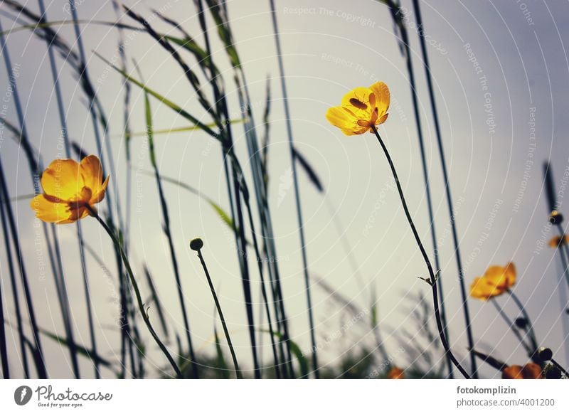 gelbe Wiesenblümchen von unten Wiesenblume Blümchen Hahnenfuß Hahnenfußgewächse Butterblume Butterblumen Pflanze Sommer Blüte Blume sprießen erblühen Wildblumen