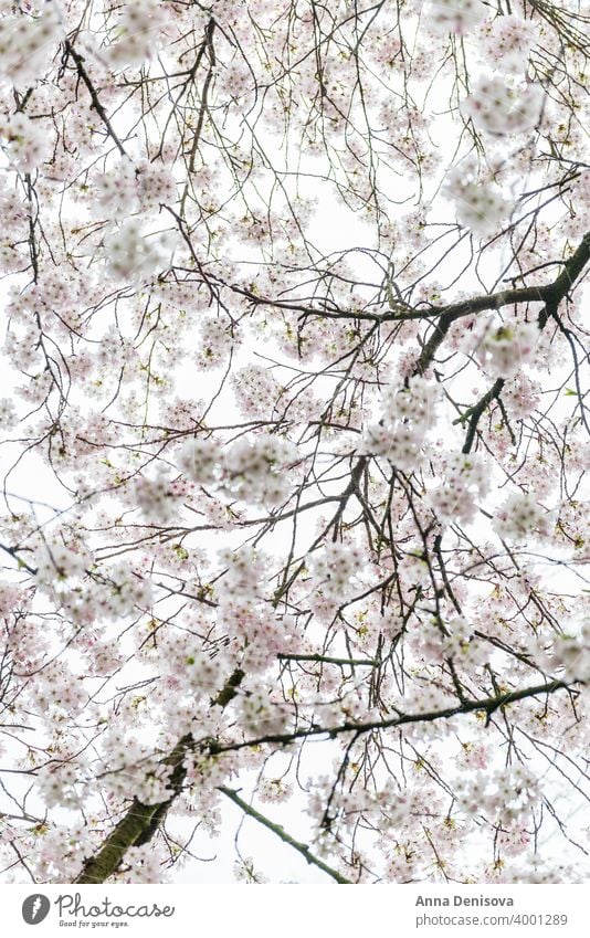 Weiß blühender Kirschbaum während der Frühlingssaison Sakura Blüte Kirsche Baum Hintergrund Blume rosa Natur weiß Garten Saison Überstrahlung vereinzelt Park