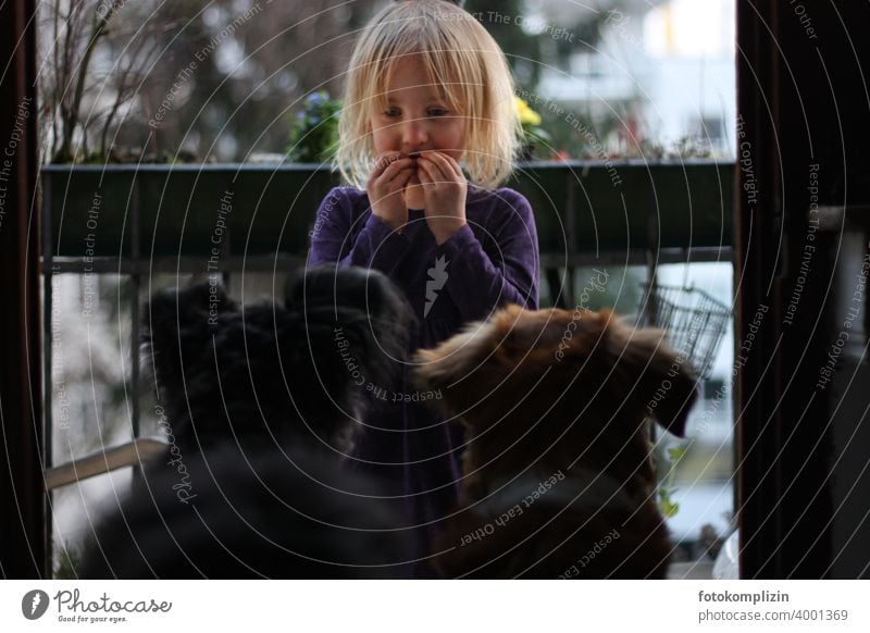 Kind kommuniziert mit zwei Hunden Mädchen Haushund Haustier Tierliebe Hundeliebe Kommunikation Freundschaft Mensch und Tier niedlich gemeinsam Zusammensein