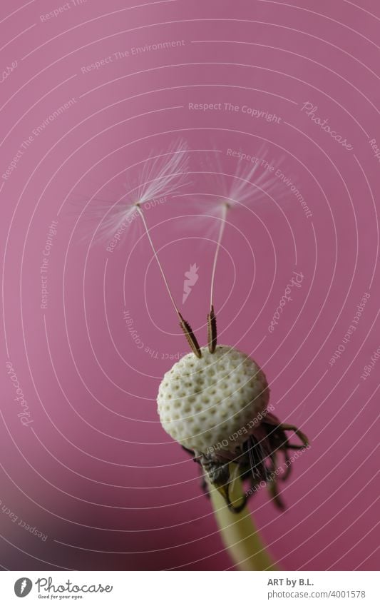 auf den Wind warten Pusteblume löwenzahn makro nahaufnahme samen natur pflanze butterblume ausgeblüht verblüht windstill