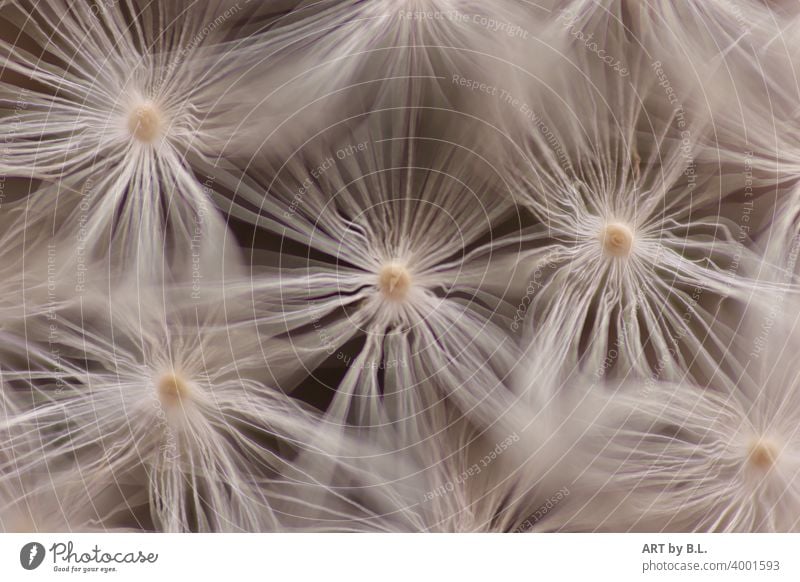 Makro  einer Pusteblume samen pusteblume Löwenzahn butterblume Natur makro verblüht zart edel filigran rein reinheit