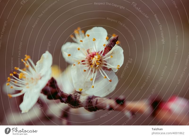 Blühende Kirschbäume im Frühling. Nahaufnahme Japan Blume Natur Saison Hintergrund Blüte Baum Weichheit abstrakt Gartenarbeit Japanisch März Blütenblatt Sakura