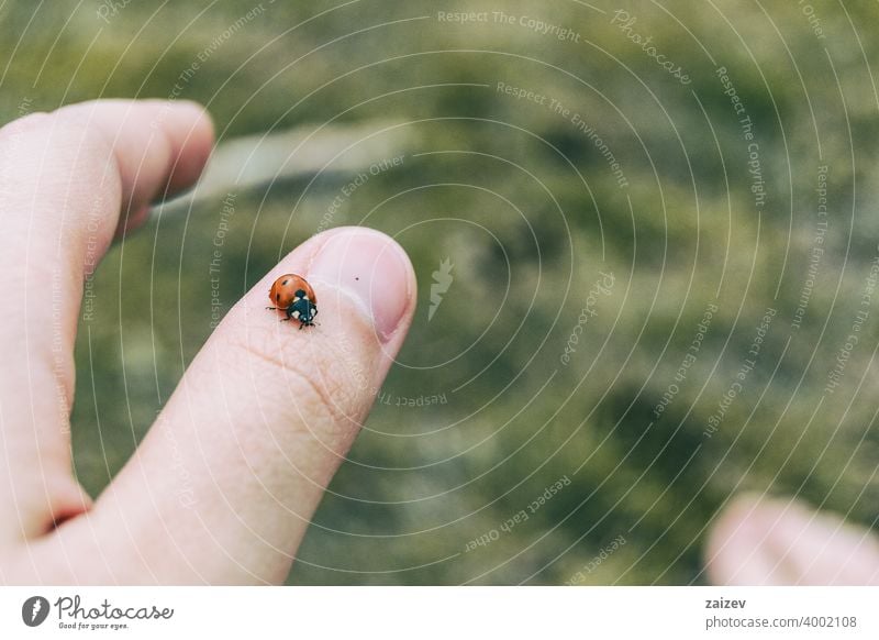 kleiner Marienkäfer, der auf der Daumenhaut einer Mädchenhand sitzt Haut menschlich Vertrauen Fingernagel Frieden Fleck Freundschaft Hoffnung Team Wunsch Person