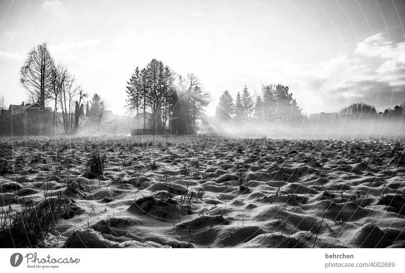 wenn licht durch bäume bricht mystisch Klima traumhaft träumen Schwarzweißfoto Nebel geheimnisvoll Märchenwald schön verträumt idyllisch Schneedecke