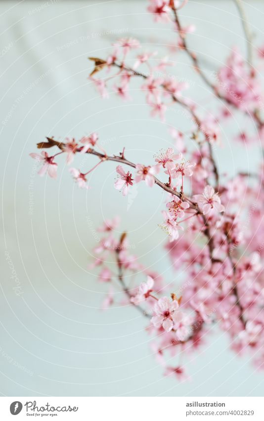 Frühlingszweig Zweig rosa interior Dekoration Vase Blumenvase Blüte aufblühen zart schön Blühend Innenaufnahme schlicht Farbfoto Blütezeit Pflanze Lebensfreude