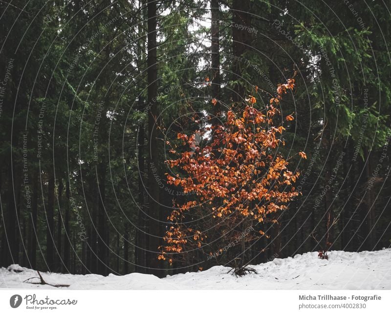 Farbtupfer im Winterwald Wald Schnee verschneit Bäume Baumstämme Tannen Farbklecks Kontraste Gegensätze Jahreszeiten Herbstlaub Blätter Laub Natur Landschaft