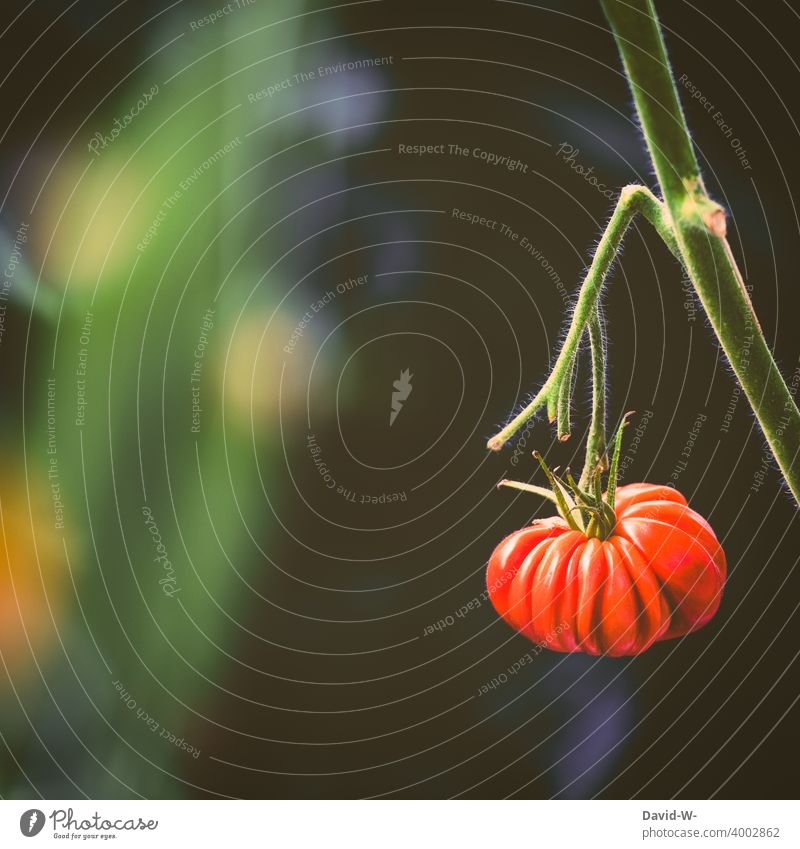 exotische Tomate an einer Tomatenpflanze Pflanze Tomatenplantage lecker gesund Gemüse anbau Bio Naturphänomene