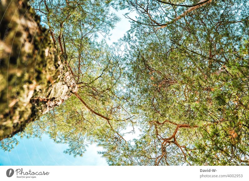 Bäume die in den Himmel ragen Baum hoch Riesen Giganten alt wachsen Wald baumstamm natur