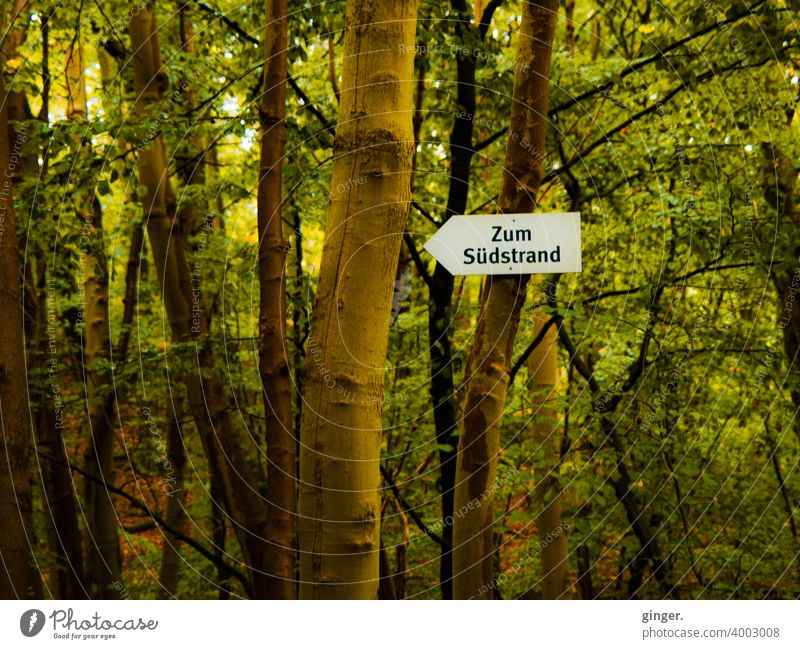 Zum Südstrand - Kleiner Wald auf Rügen, Ostseebad Sellin Wegweiser Pfeil Stämme Bäume Laubwerk Niederlassungen Befestigung Kontrast Natur Außenaufnahme Herbst