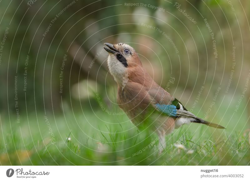 Eichelhäher auf der Wiese Vogel Tier Außenaufnahme Farbfoto Wildtier 1 Tag Natur Tierporträt Menschenleer Schwache Tiefenschärfe Umwelt Ganzkörperaufnahme