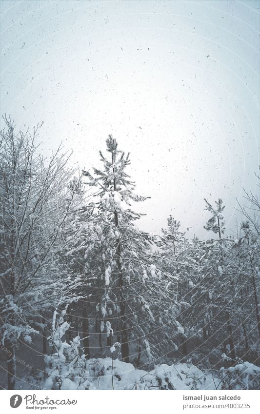 Schnee im Berg in der Wintersaison in Bilbao, Spanien Bäume Kiefer Schneefall Winterzeit kalt kalte Tage weiß Frost frostig gefroren Eis verschneite