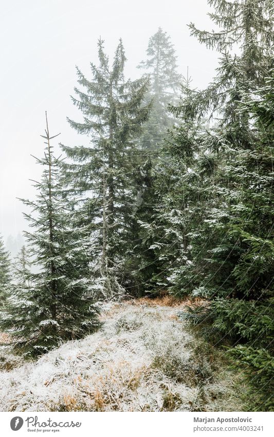 Verschneite Tannenbäume in den Bergen Abenteuer Hintergrund schön Cloud wolkig kalt bedeckt Umwelt Immergrün Nebel neblig Wald Frost gefroren Dunst Landschaft