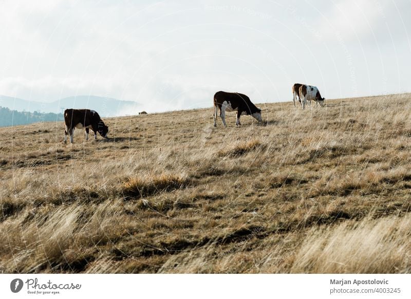 Kuhherde auf dem Berggipfel Tier Tiere Herbst schön Rind Land Landschaft Kühe Molkerei Tag heimisch Umwelt Europa Europäer Bauernhof Landwirtschaft Ackerland