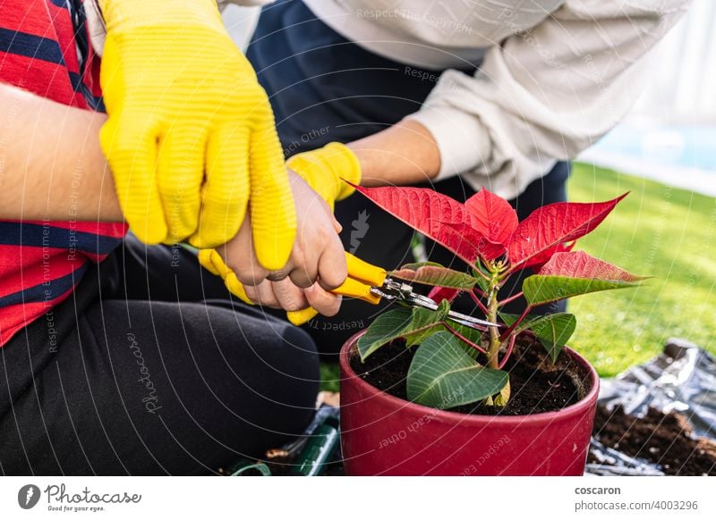 Mutter und Sohn im Garten beim Pflanzen von Blumen. Erste Ansicht. Ackerbau Hintergrund Transparente Botanik Pflege Kind Kindheit Bodenbearbeitung Schneiden