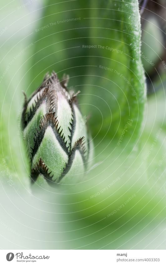 Gezackte, hübsch verzierte Blütenknospe der Bergflockenblume Flockenblume Pflanze Blume Pflanzenteile zart fein abstrakt Frühlingsgefühle filigran versteckt