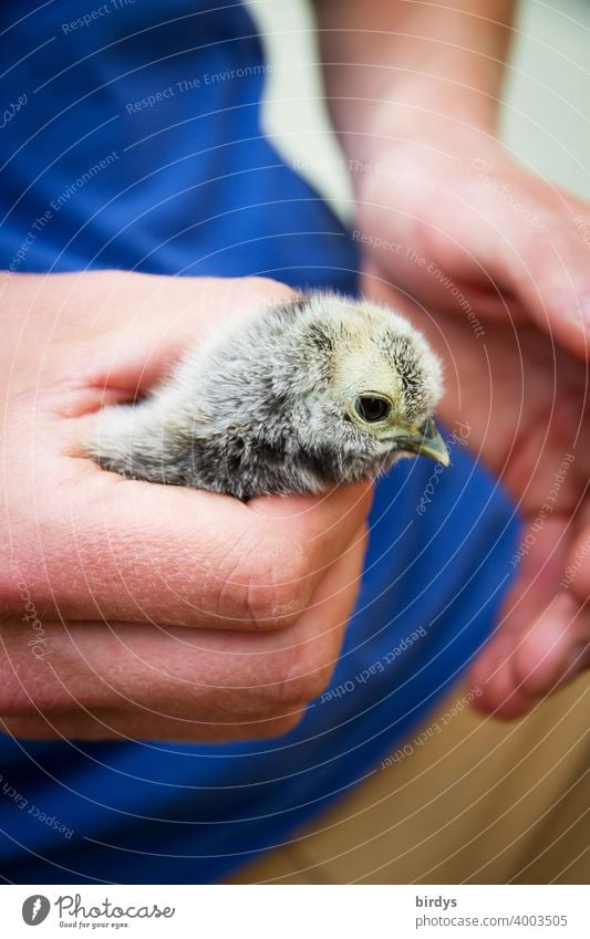 niedliches Küken in den schützenden Händen eines Menschen. Hühnerküken Hand halten beschützen Geborgenheit festhalten Vertrauen Sicherheit Tierjunges