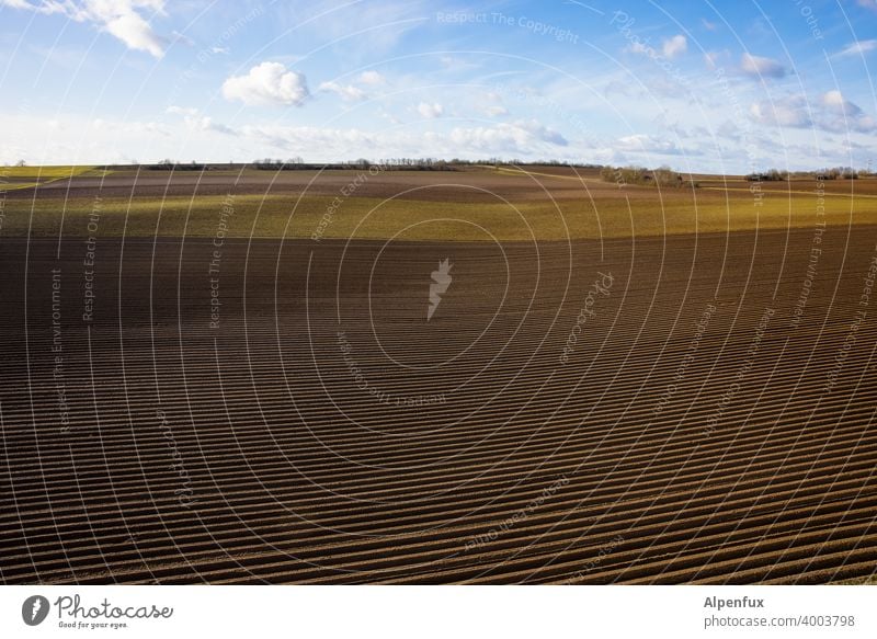 Monokultur Ackerbau Ackerland Landschaft ländlich Landwirtschaft Spargel Spargelzeit Monokultur-Landwirtschaft Feld Natur Außenaufnahme Nutzpflanze Tag Horizont