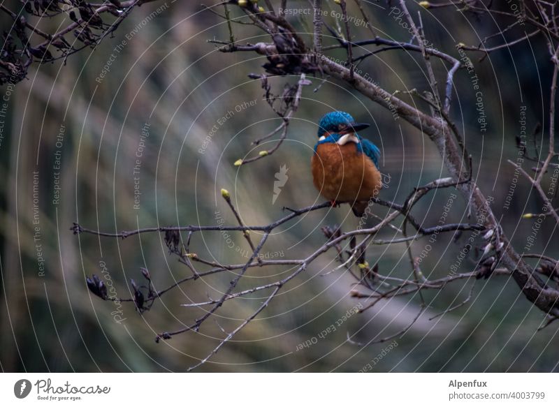 Frostkrähe von vorne Eisvogel Eisvögel Tierporträt Wildtier Farbfoto Vogel kingfisher Schnabel Baum Schwache Tiefenschärfe Freiheit Menschenleer Außenaufnahme