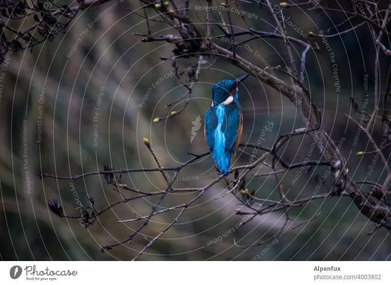 Frostkrähe von hinten Eisvogel Eisvögel Tierporträt Wildtier Farbfoto Vogel kingfisher Schnabel Baum Schwache Tiefenschärfe Freiheit Menschenleer Außenaufnahme