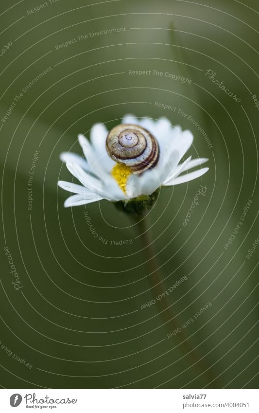 Gänseblümchen mit Schnecke Natur Pflanze Bellis klein Blüte Makroaufnahme Frühling Schwache Tiefenschärfe zart Geborgenheit Strukturen & Formen Spirale Schutz