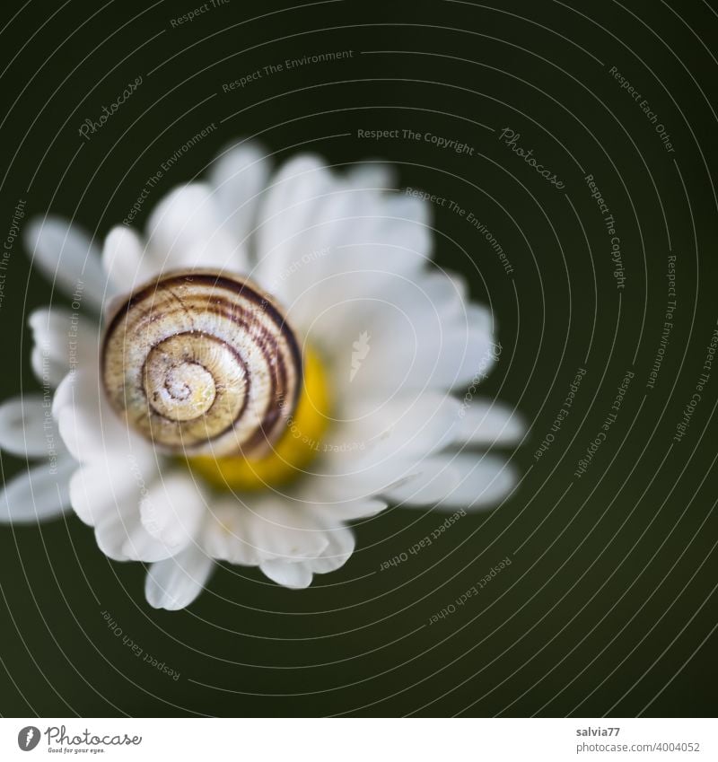 Schneckenhaus und Blümchen Natur Bellis Blüte Spirale Makroaufnahme Schwache Tiefenschärfe Strukturen & Formen Muster Hintergrund neutral Kontrast Schutz