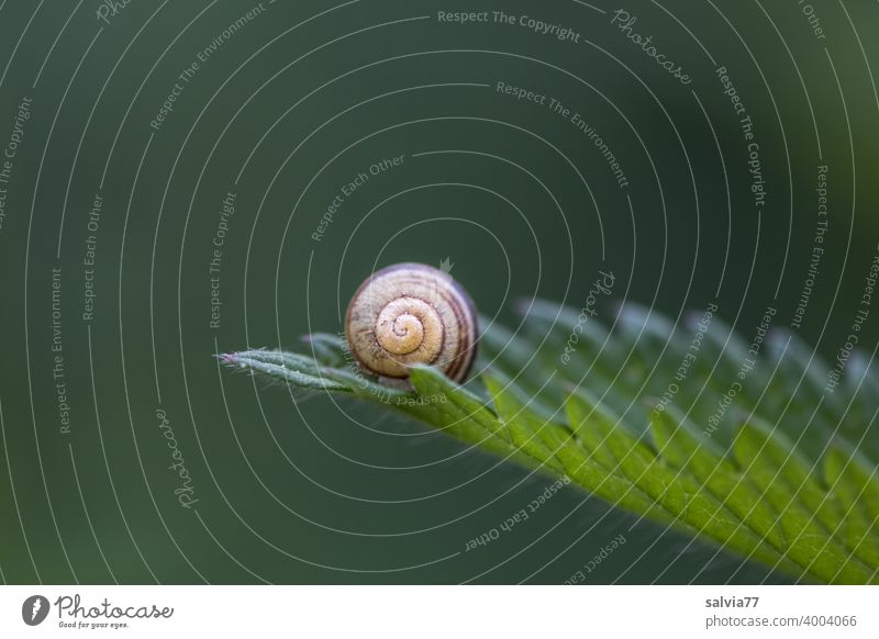 Naturformen Formen und Strukturen Strukturen & Formen Blatt Schneckenhaus rund Spirale gezahnt Kontrast grün Spitze klein Makroaufnahme Pflanze Symmetrie