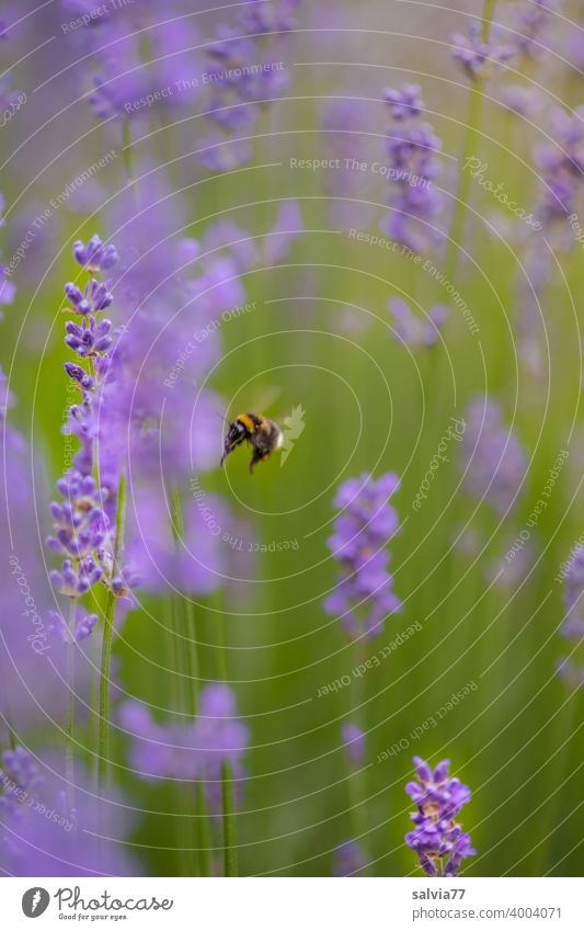 fliegende Hummel im Lavendelfeld Natur Sommer Duft Blume Blüte Pflanze violett Heilpflanzen Blühend Farbfoto Garten schön natürlich Nutzpflanze Insekt Nektar